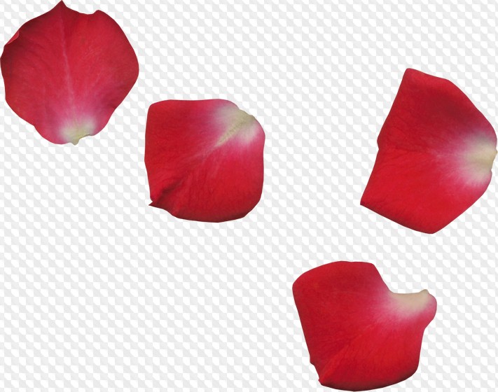 Rose Petals Png
