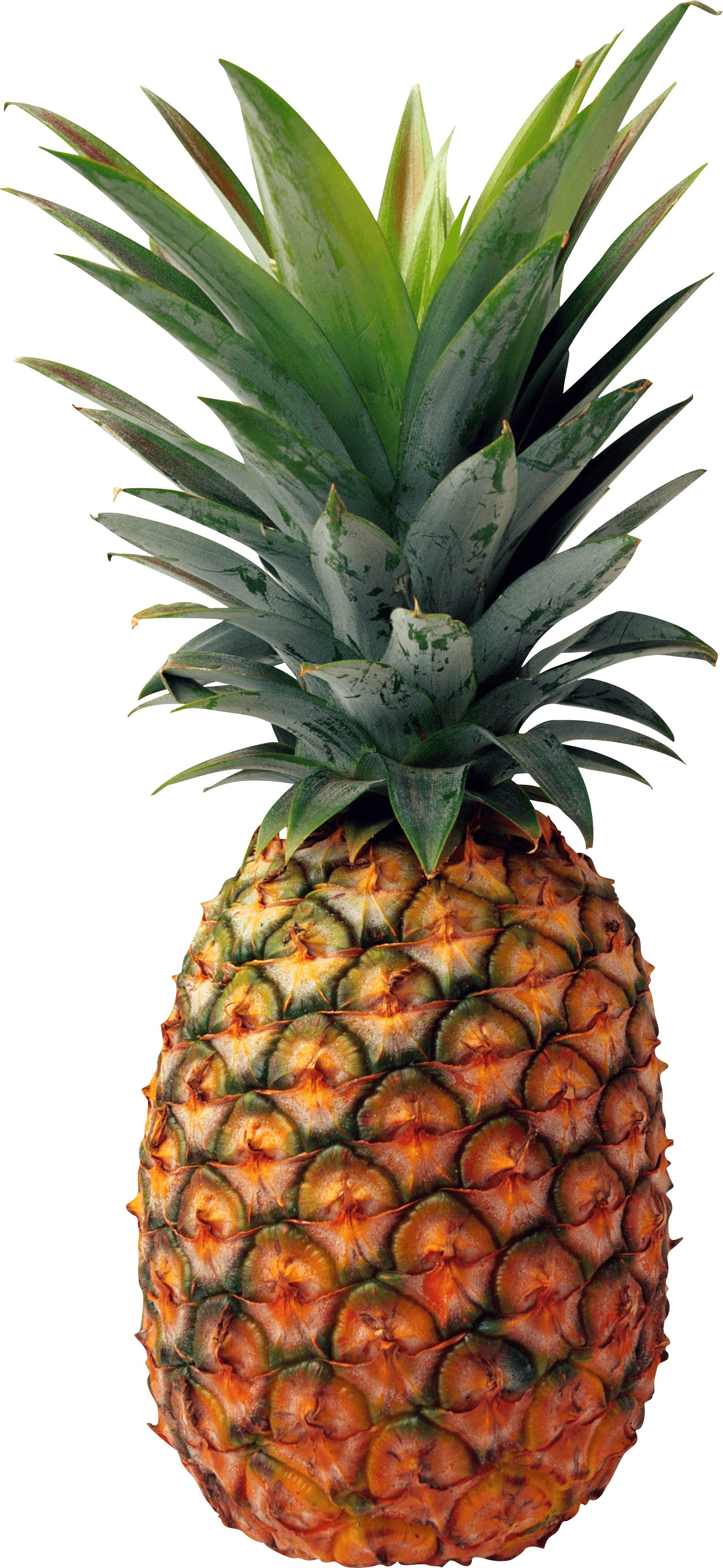 Png Of A Pineapple Pineapple Png