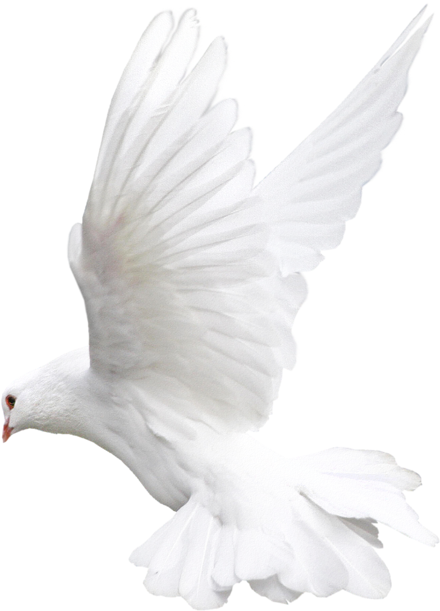Clip Arts Related To : Bird Rock dove Flight - White Birds collection png d...