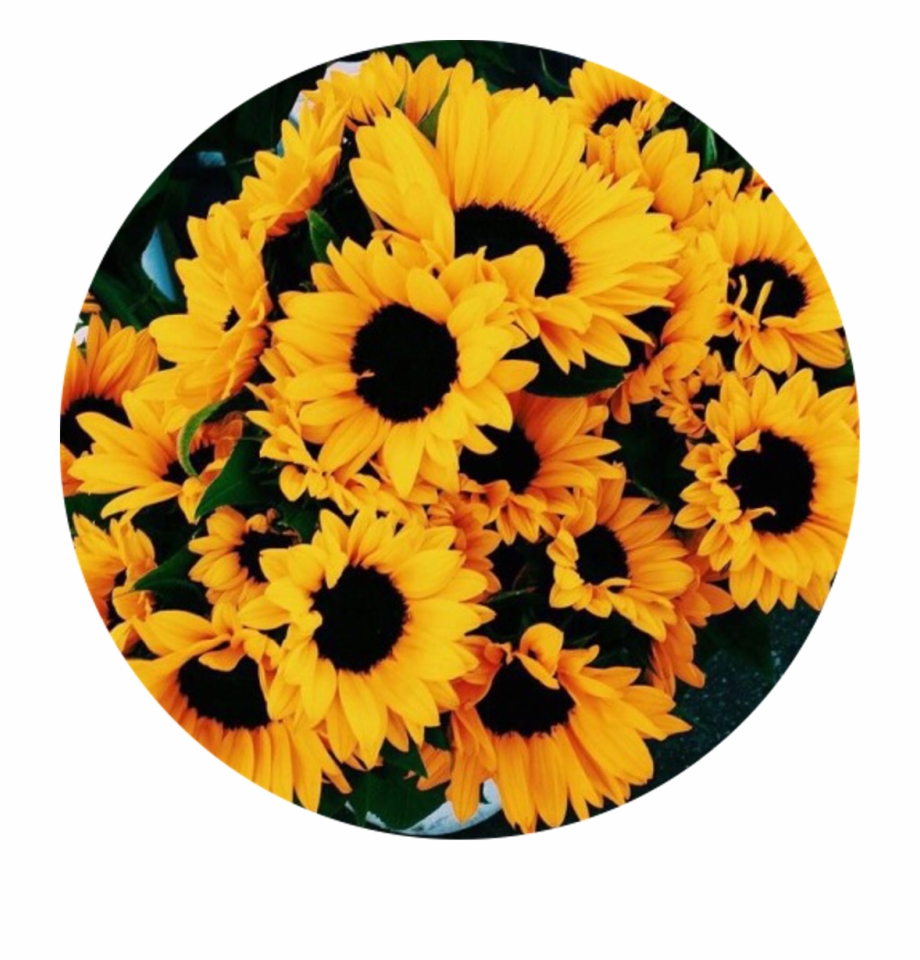Sunflowers Png Transparent Tumblr Yellow Aesthetic