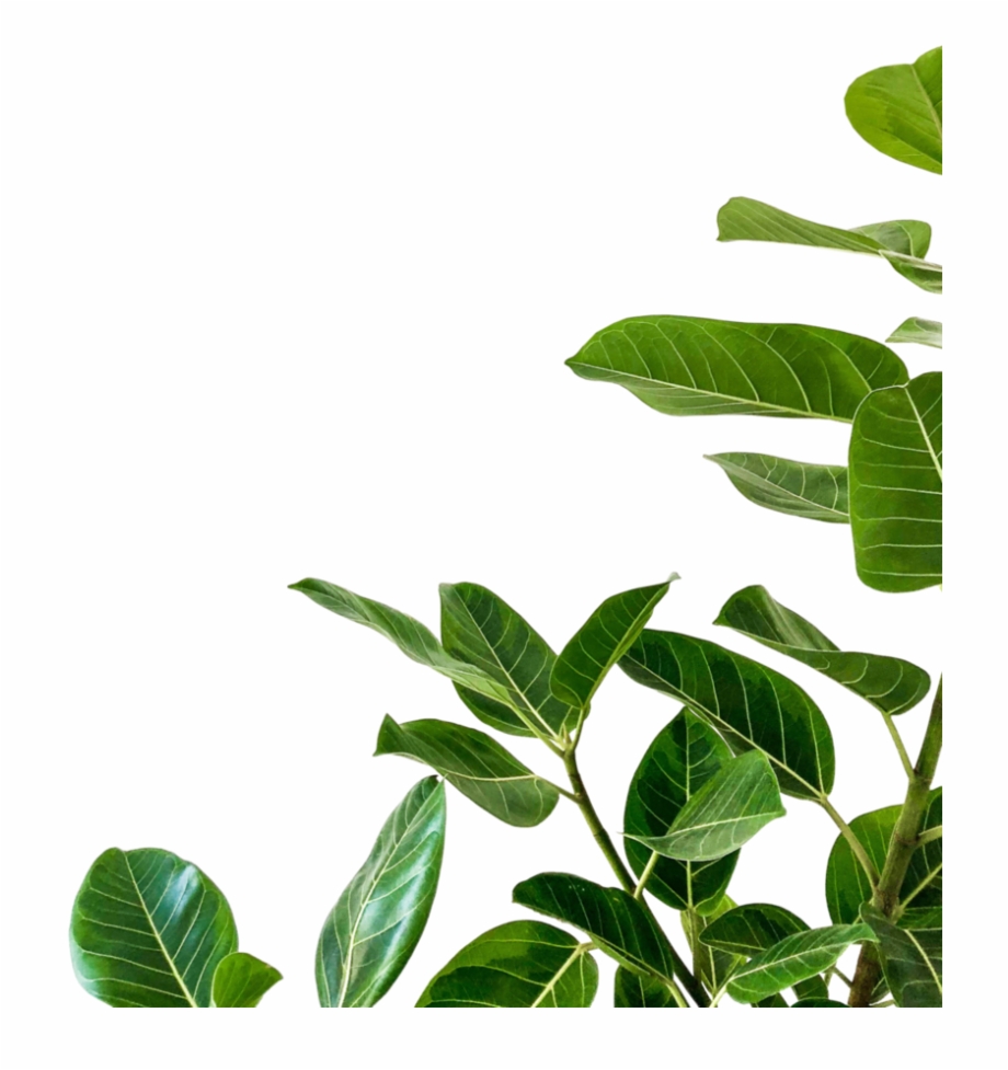 Plant Png