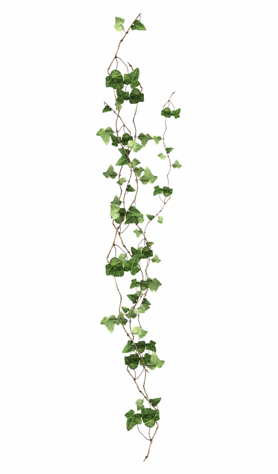 Plant Vine Ivy Free Clipart Hd Clipart Ivy