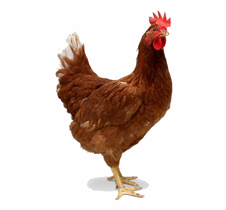 Chicken Transparent Png Images Free Download Chicken Of