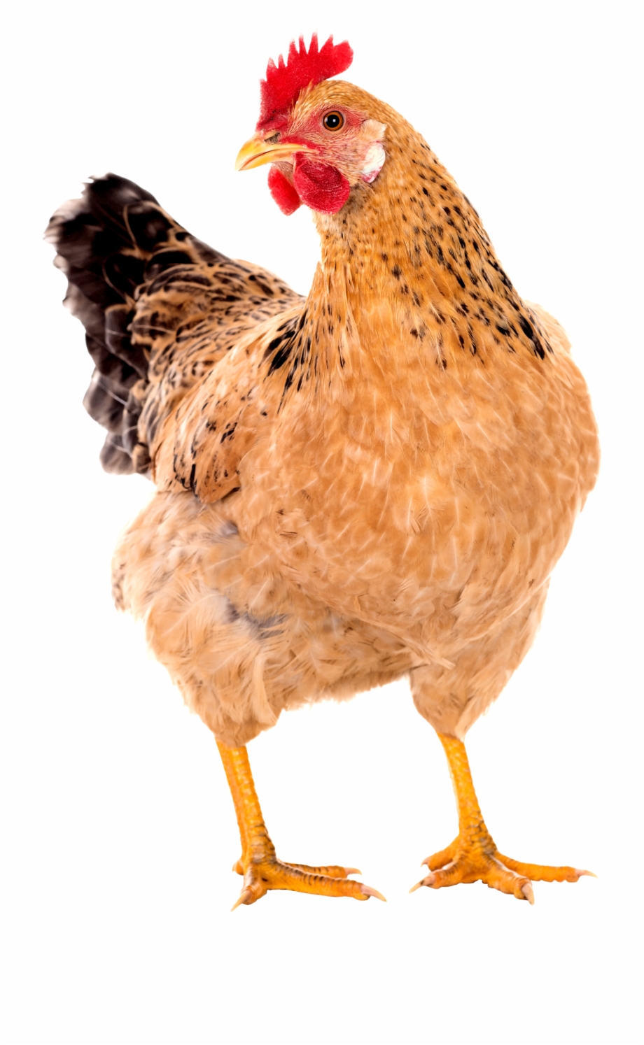 Hen Png Images Chicken With Invisible Background