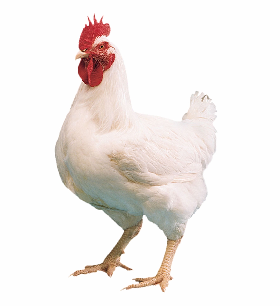 Chicken Transparent Png Images Free Download Farm Chicken