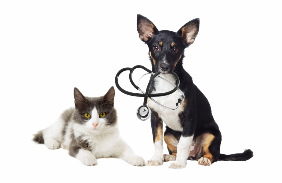 Cats Dogs Top Of Head Png Veterinary Cat