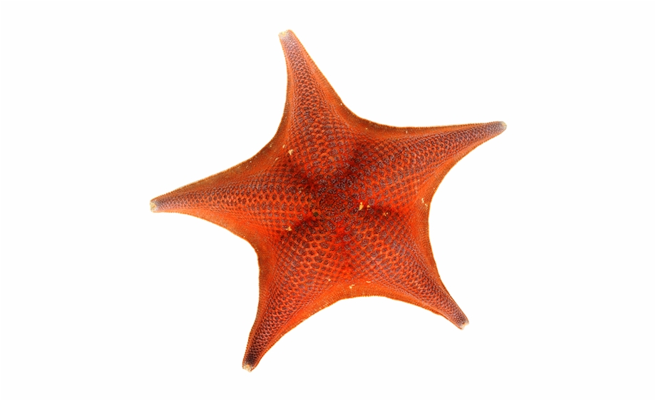 Bat Star Starfish