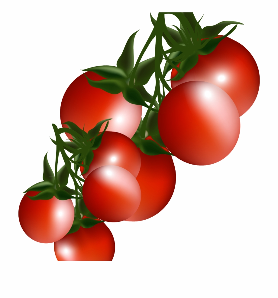 Tomato Plant Clip Art Vegetables Png Pictures Clipart