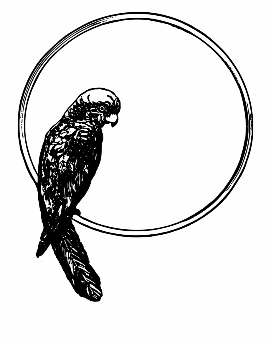 This Free Icons Png Design Of Parrot Frame