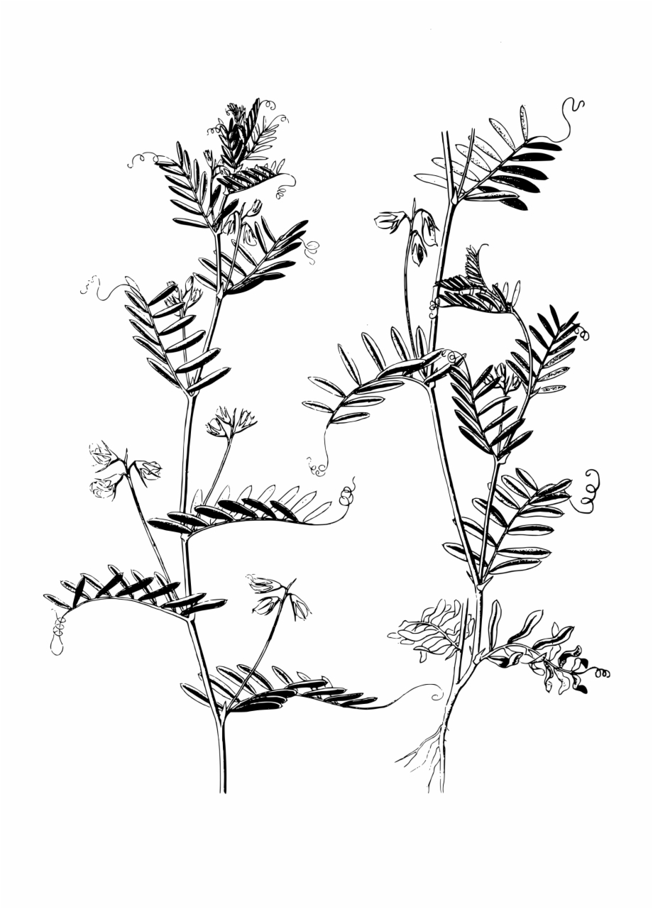 Lentil Plant Drawing