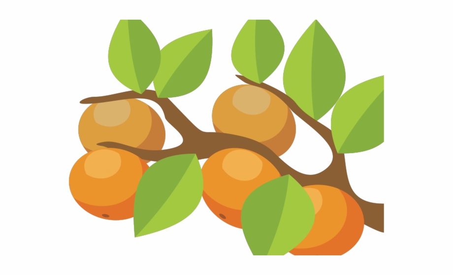 Orange Fruit Clipart Orange Tree Tree And Fruit