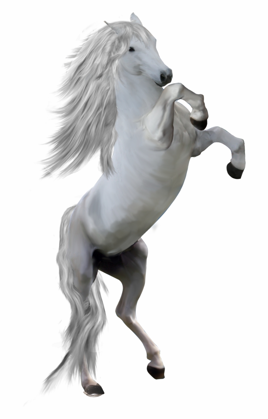 White Horse Png White Horse Png Front
