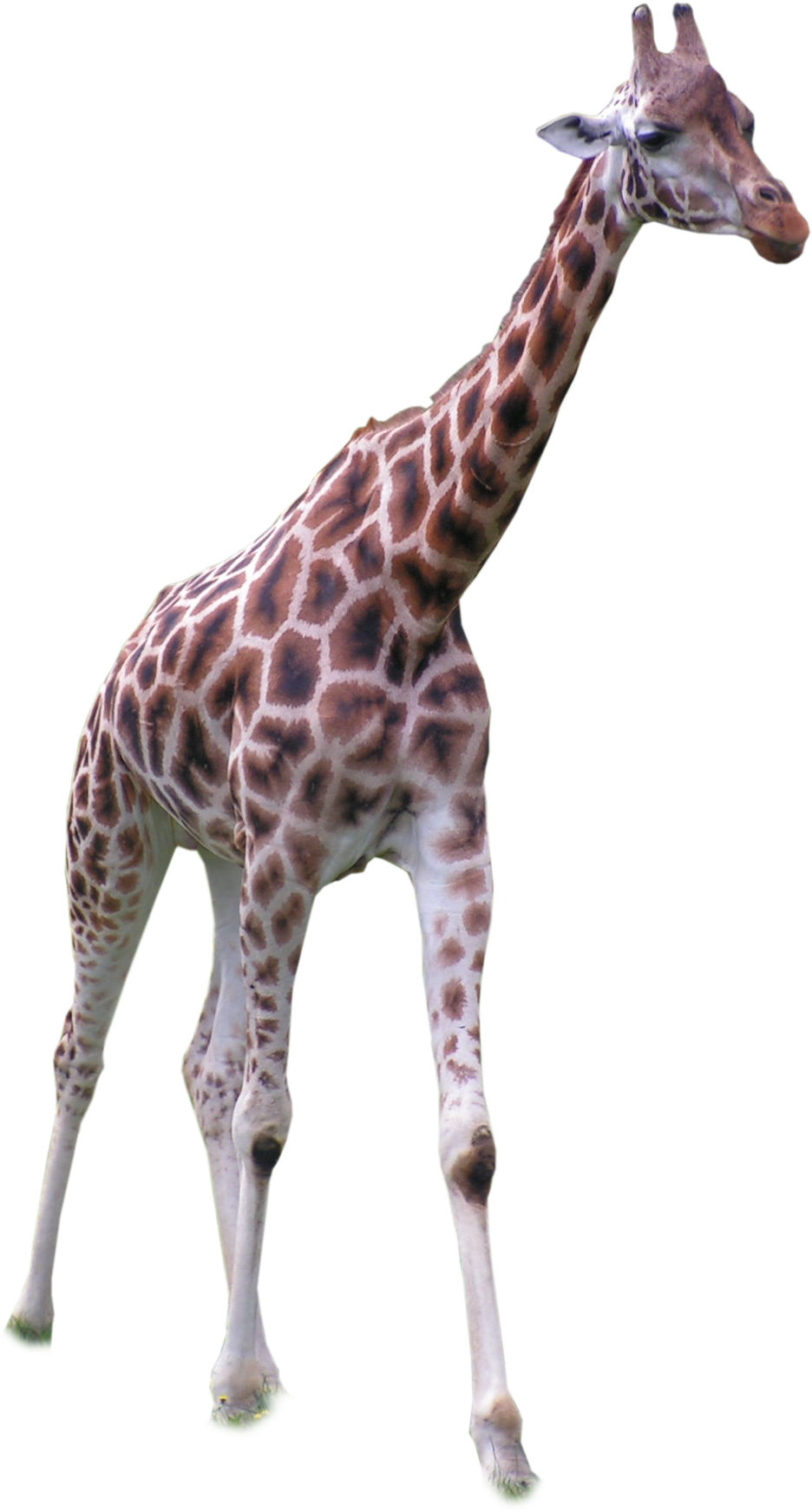 Carved Girraffe Giraffe