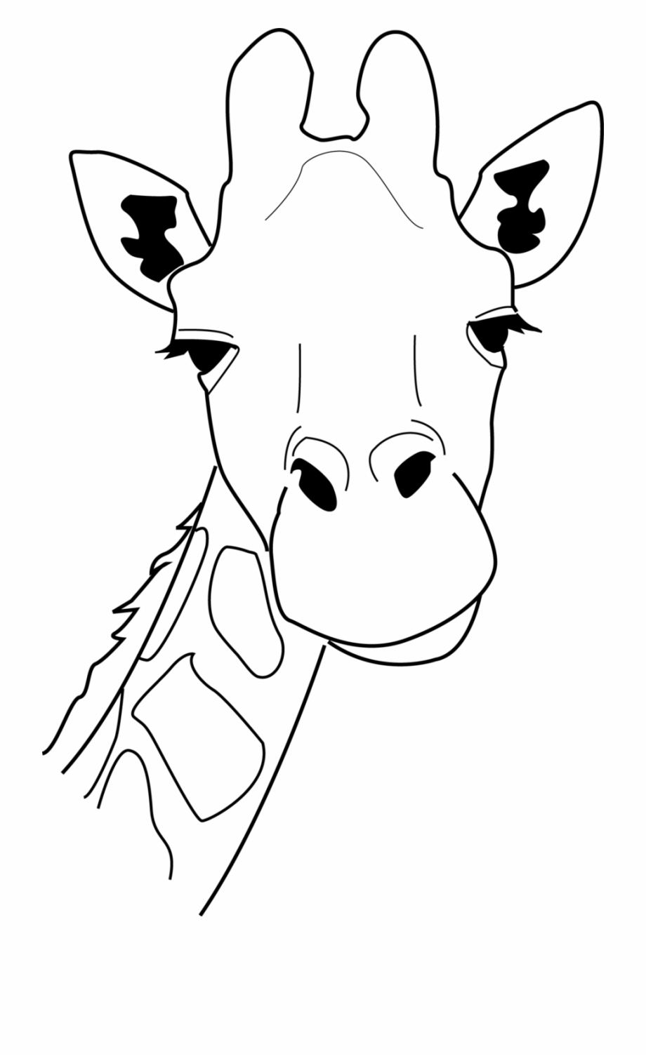 Giraffe Head Line Drawing 241412 9001 425 Pixels