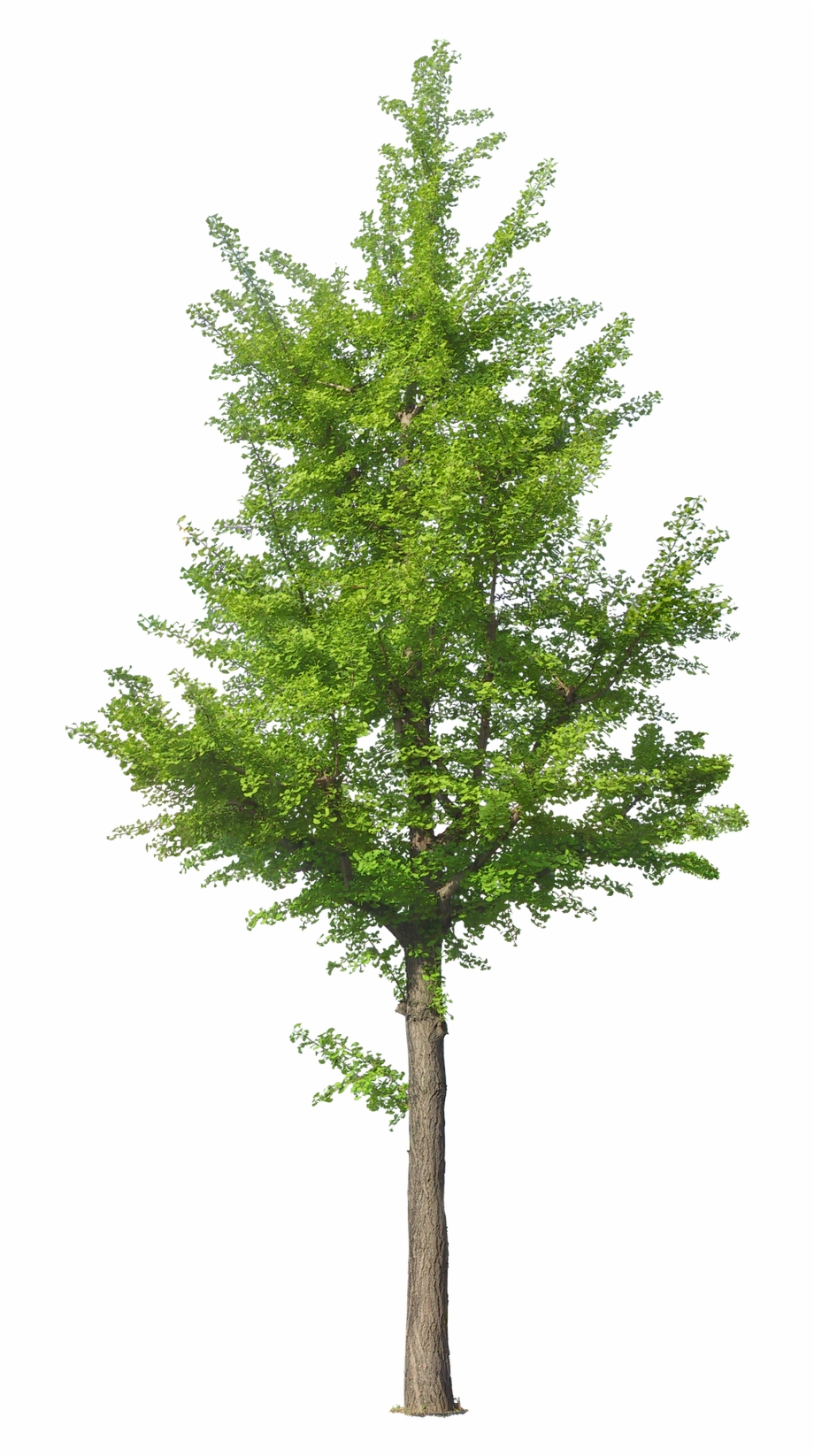 Jack Tree Png Free Download Tree Front View