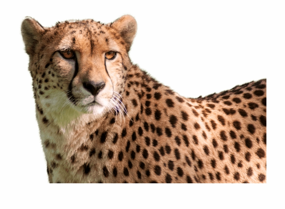 cheetah head transparent background
