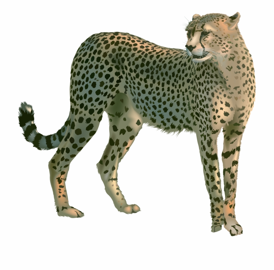 Cheetah Png 
