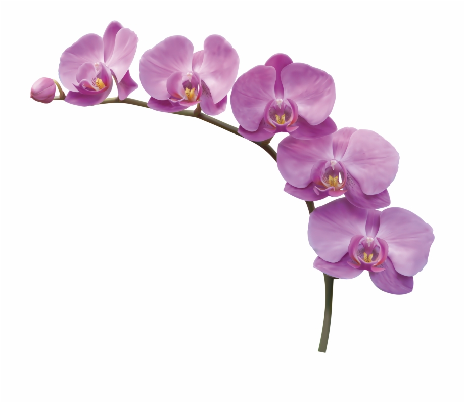 Orchid Png