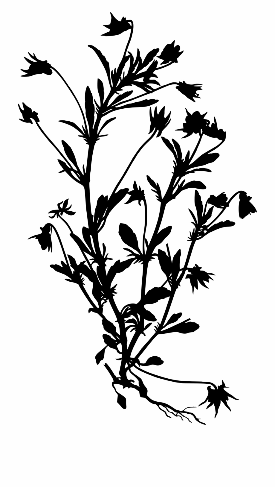 Wildflower Clipart Black Grey Viola Tricolor