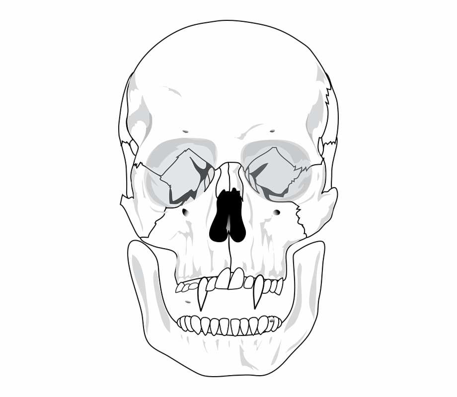 Human Skull Diagram