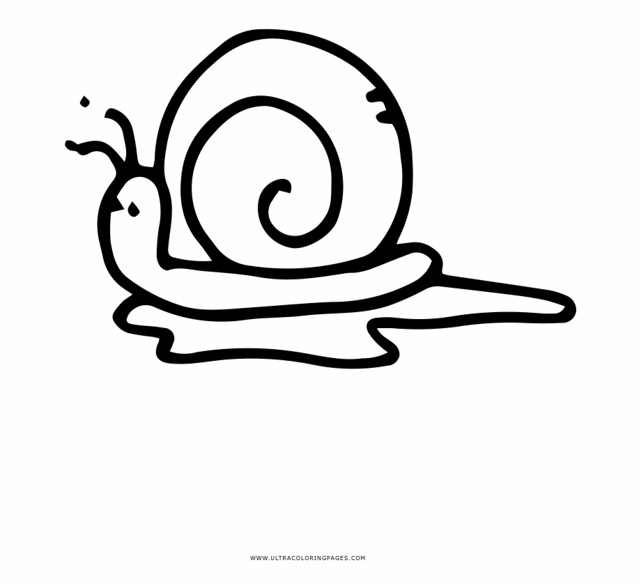 Snails Snail