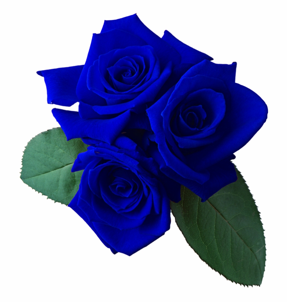 blue roses in transparent background
