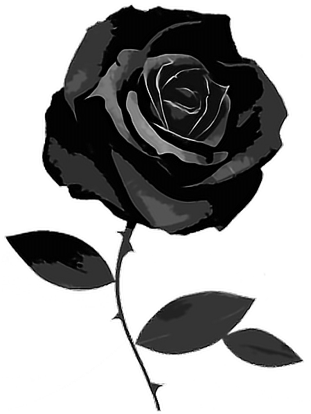 black rose transparent background
