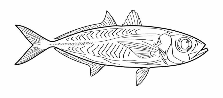 Fish Chicharro Drawing Vis Tekening Png