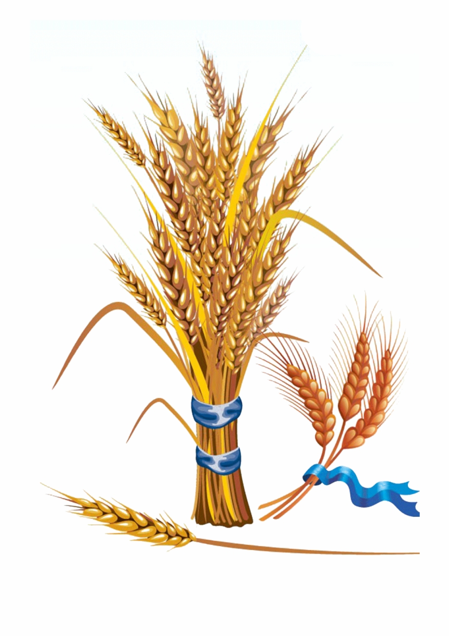 Wheat Euclidean Vector Grain Clip Art Wheat Vector