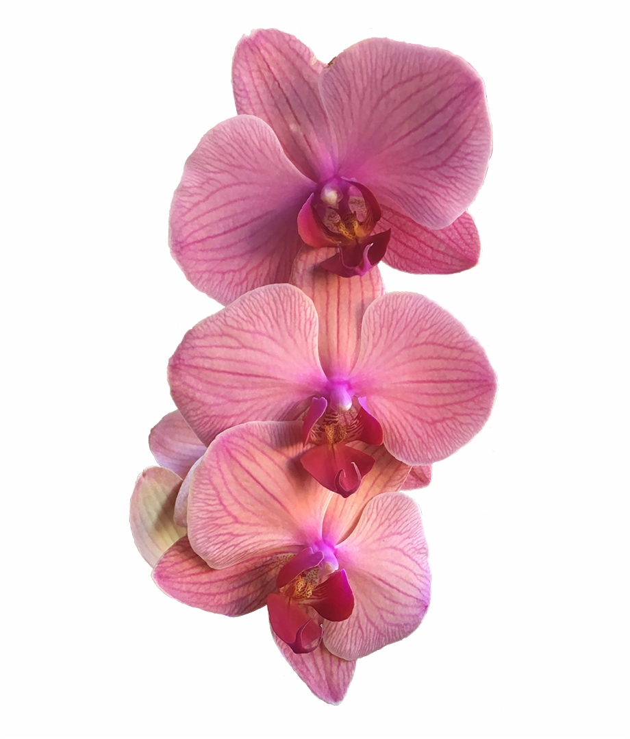 A Group Of Three Pink Orchids Moth Orchid
