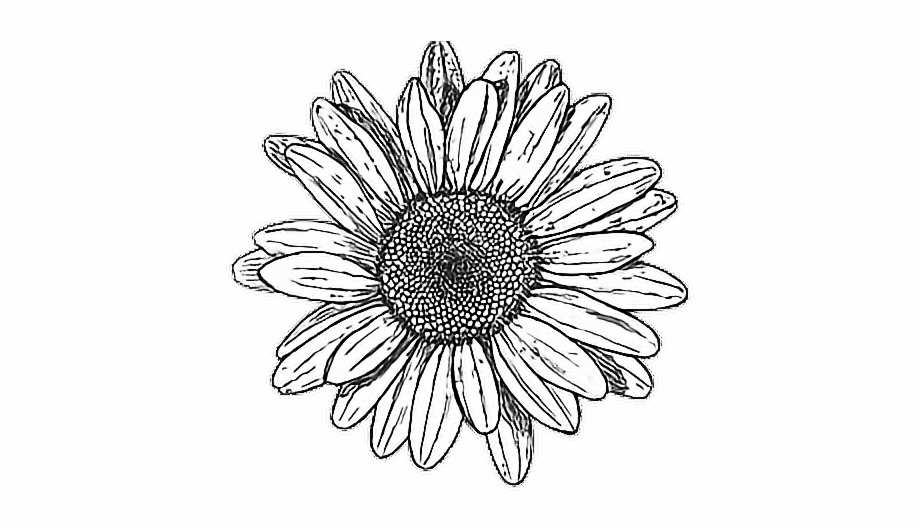 Collection of Sunflower Black And White Tattoo (23) .