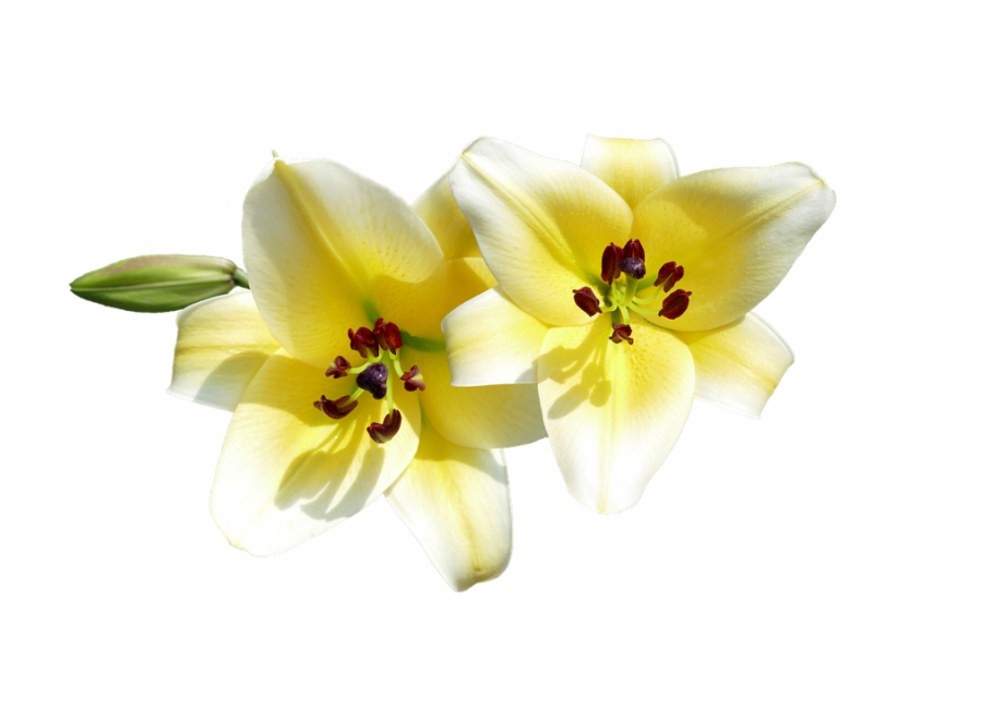 Lilies Png Bng Hoa Ly Png
