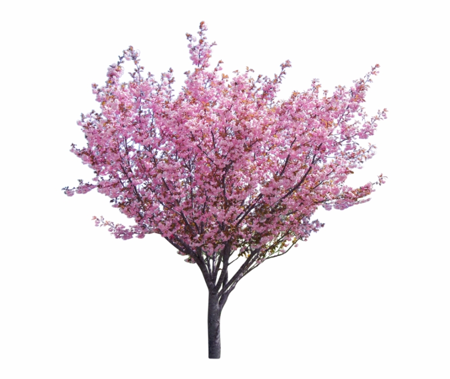 Free Flowering Tree Png, Download Free Flowering Tree Png png images