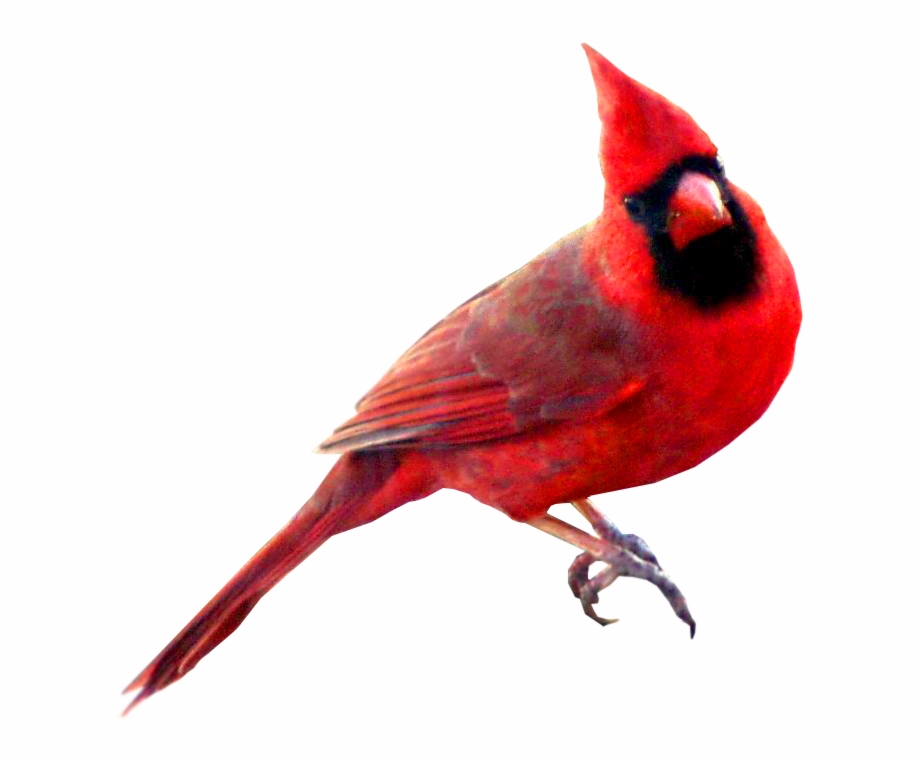 Download Image Red Carainal Bird Png Color Sorting