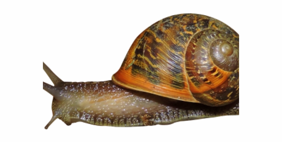 Png Snail