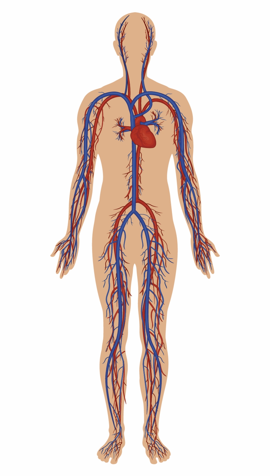 Body Systems Human Body With Veins