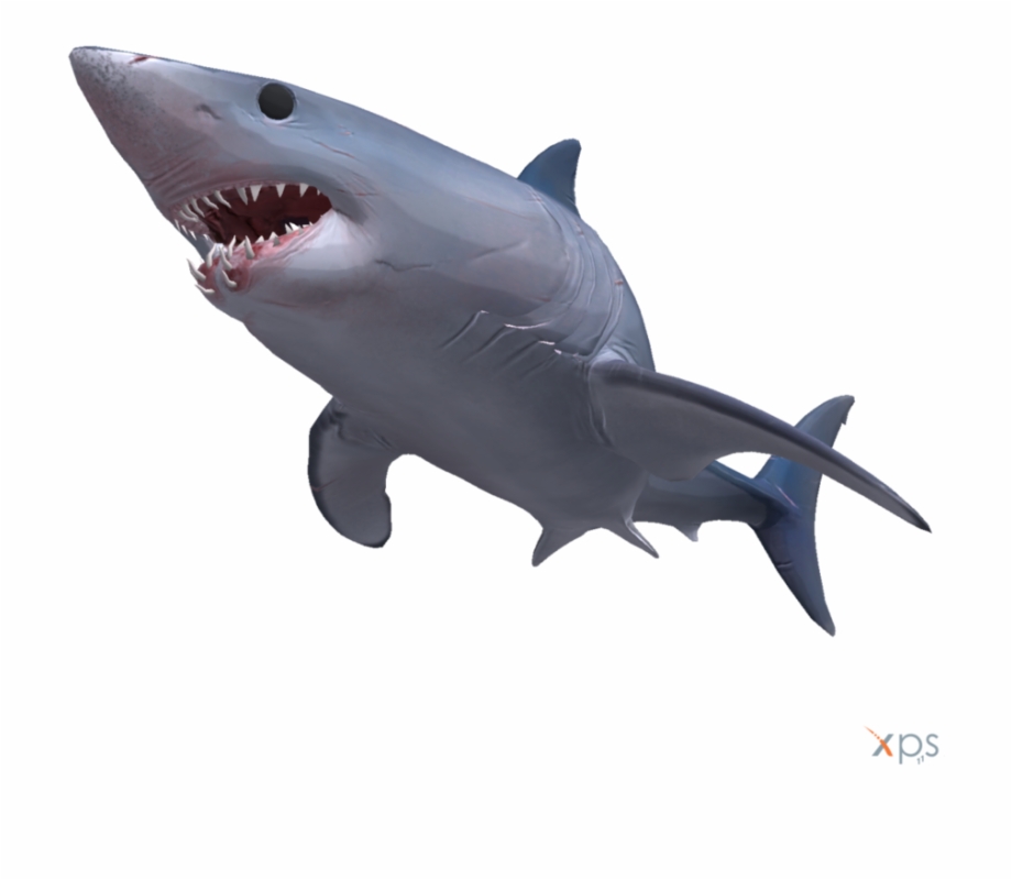 Mako Shark Mako Shark Transparent Background