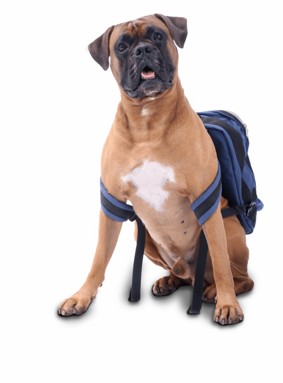 Dog With Blue Backpack Sitting Boxer Bullmastiff