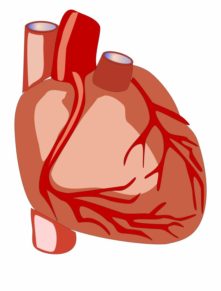Human Heart Vector File Image Human Heart Clipart