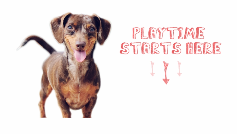 Keep Your Dog Healthy Active By Playing Together
