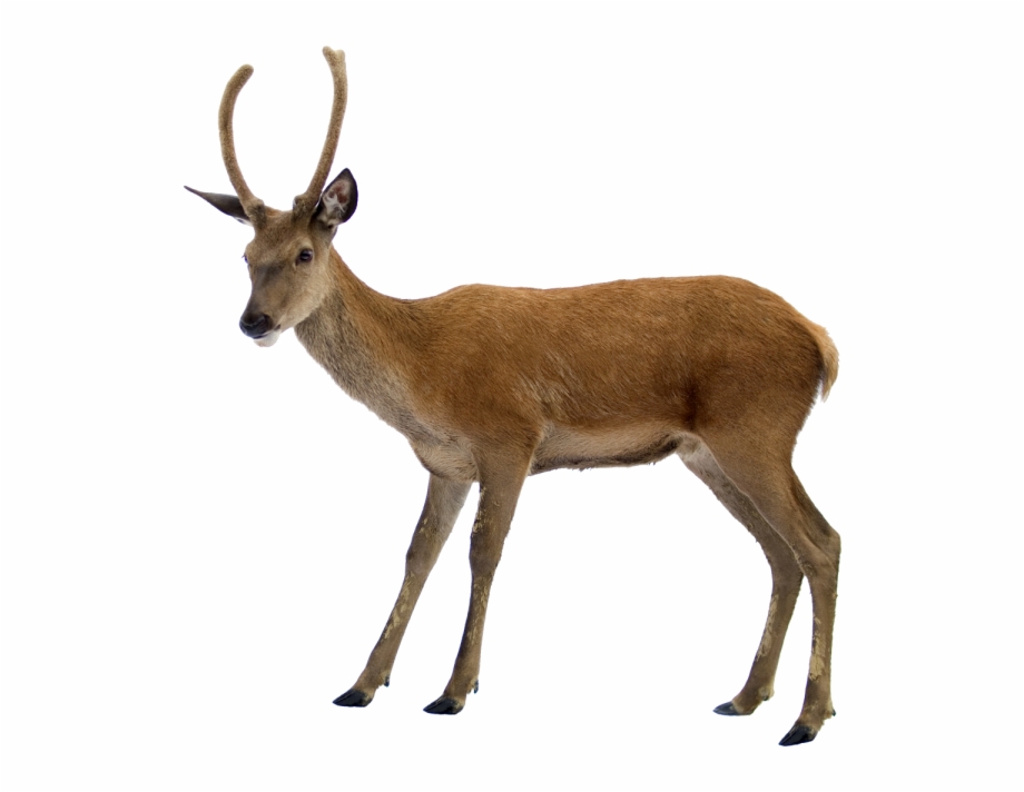 Deer Png With Horns Deer With White Background