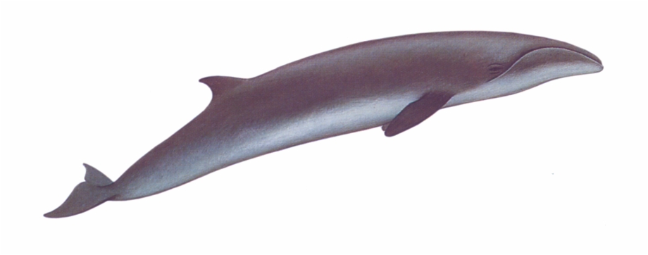 Transparent Whale Right Cartilaginous Fish