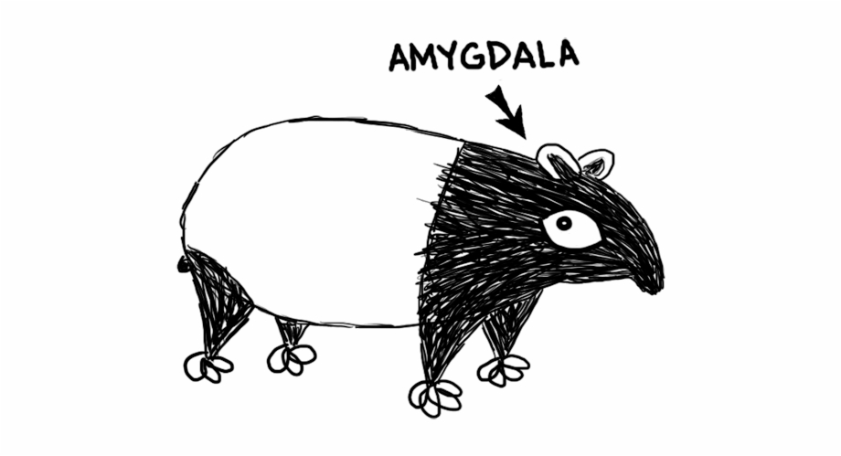 Amygdalatapir New World Porcupine