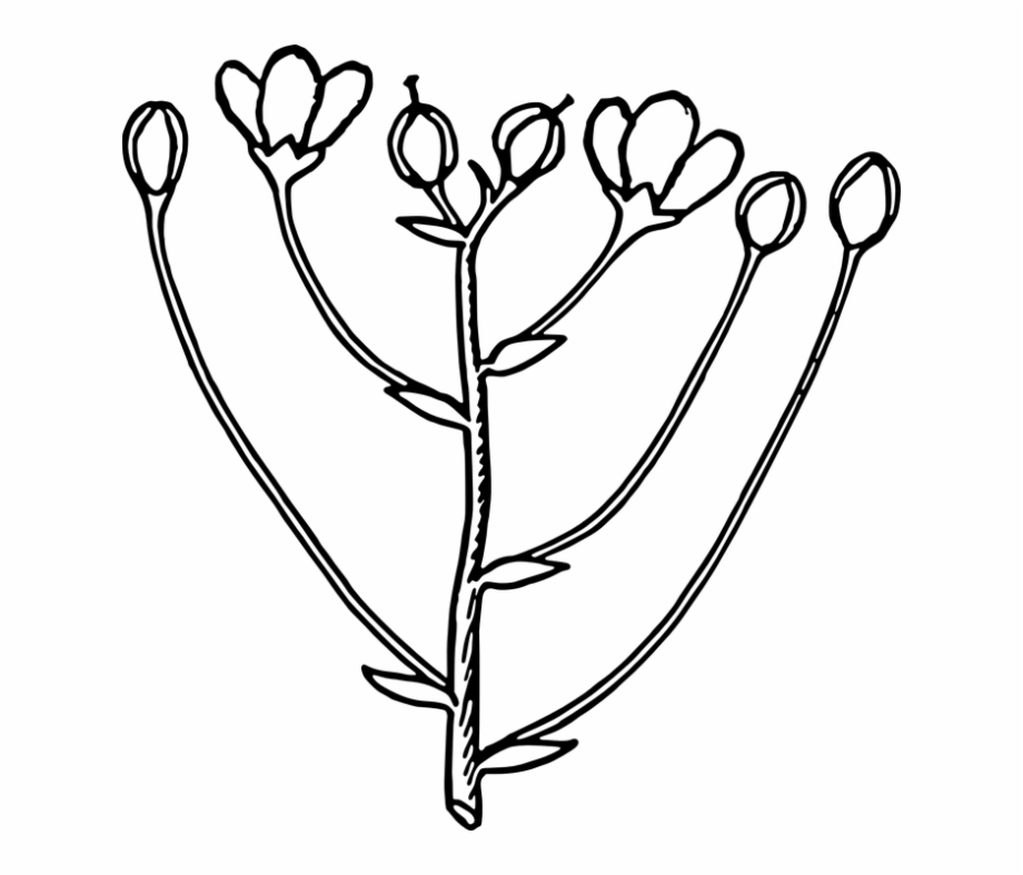 Flower Bud Png Buds Black And White
