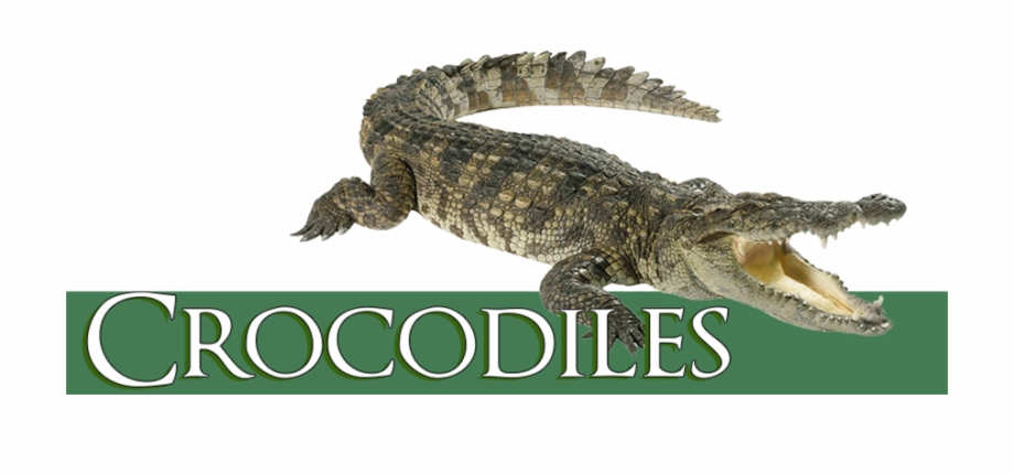 Crocodile Carnivore Or Omnivore