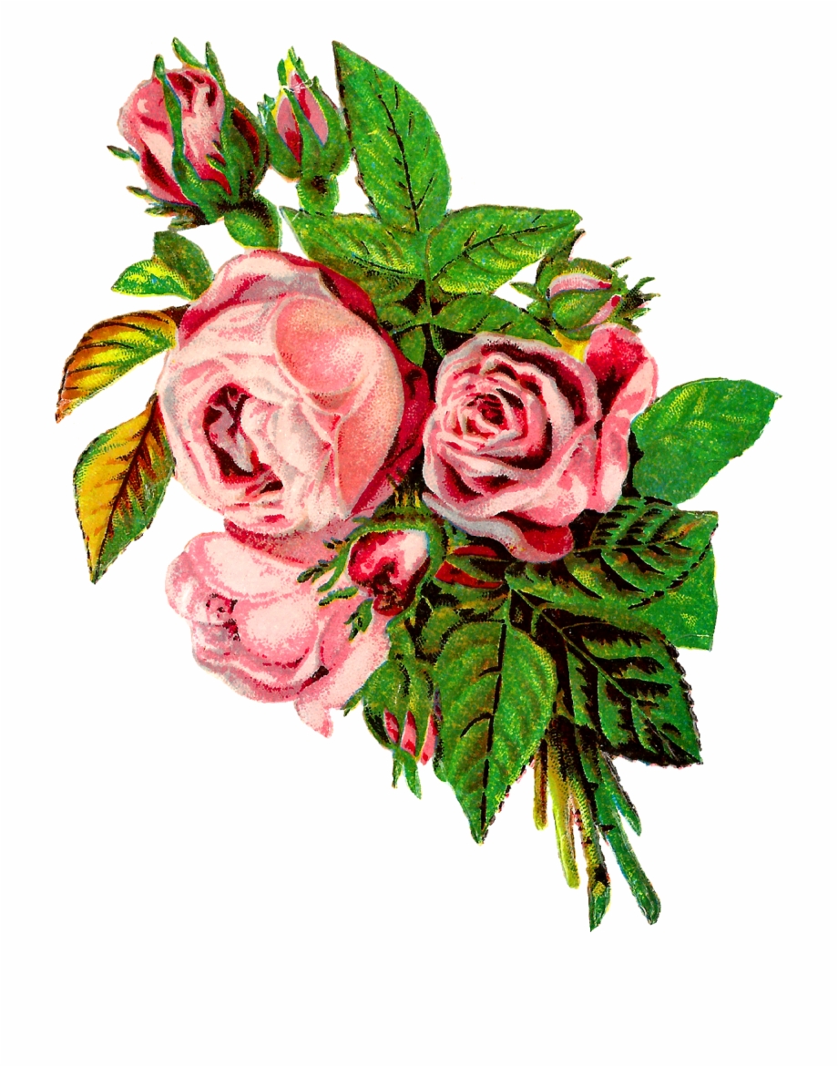 Rose Flower Botanical Artwork Image Transfer Clipart Vintage
