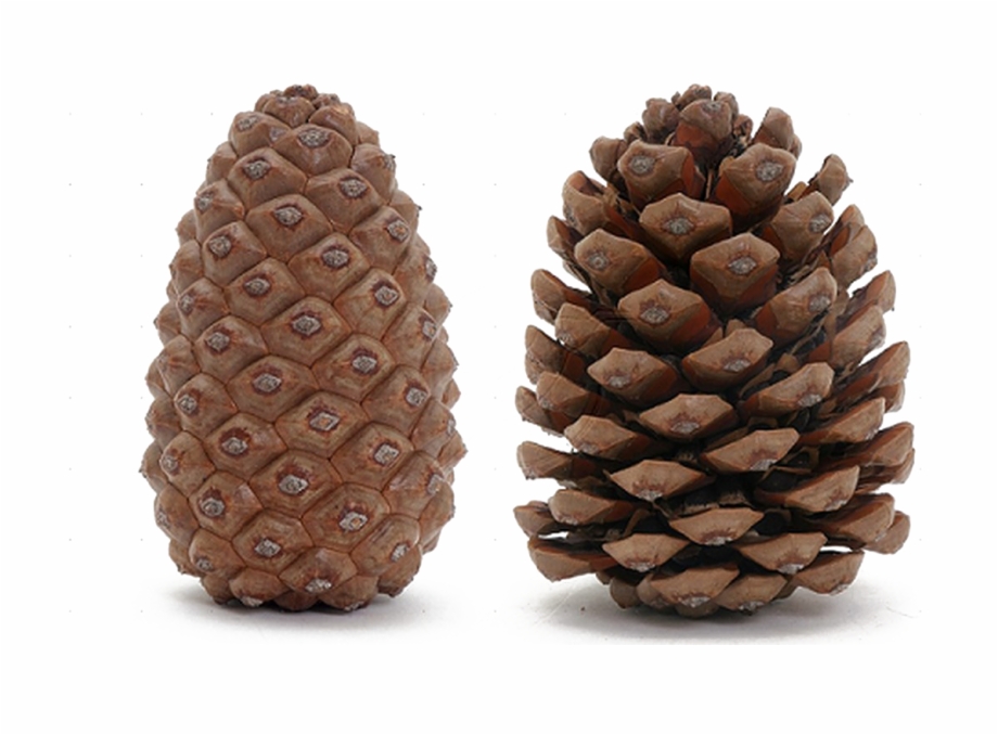 Pine Cone Transparent Image Open And Closed Pine
