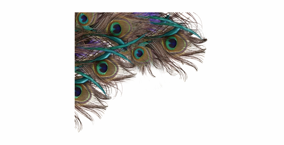 Sticker Peacock Feathers Transparent Background Peacock Feather Png