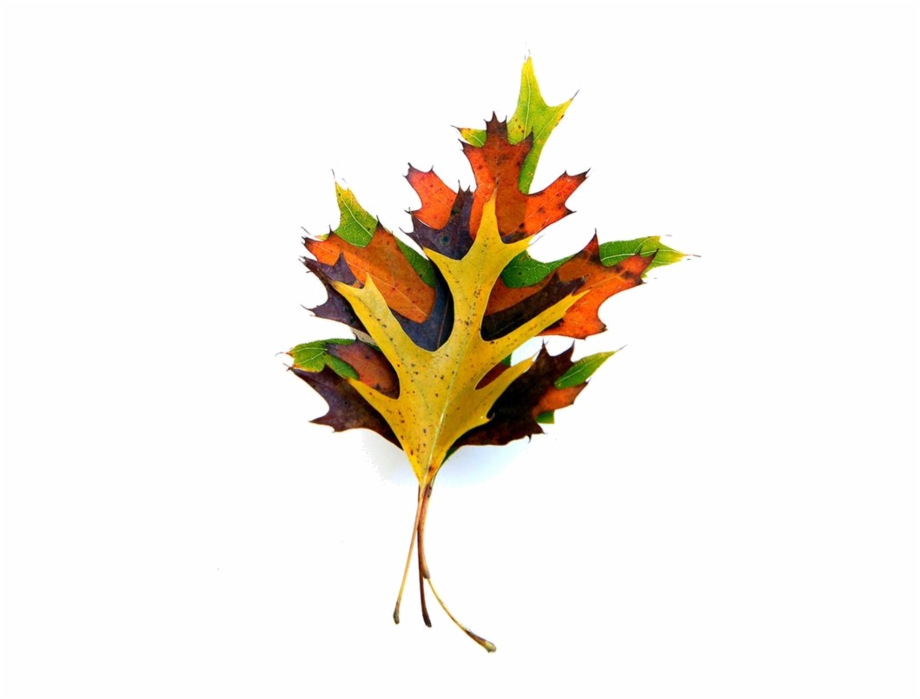 Cd Art Oak Leaves Short Stack Flora Decorative