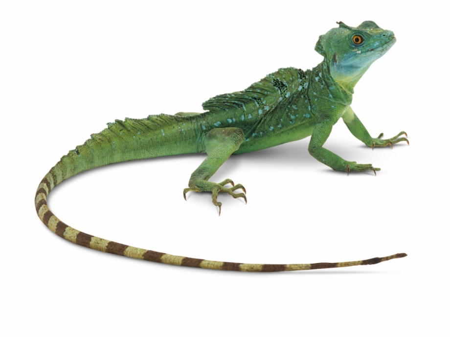 Transparent Gecko Big Eyes Lizard Png